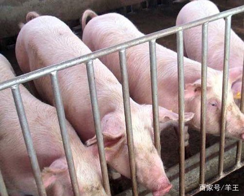 农家猪：传统与现代交织的新生态