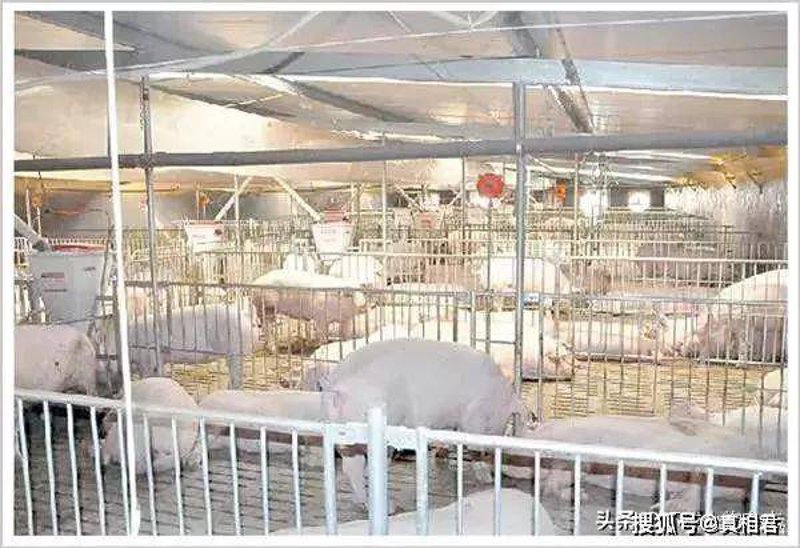 选购优质鸡鸭鹅养殖场指南