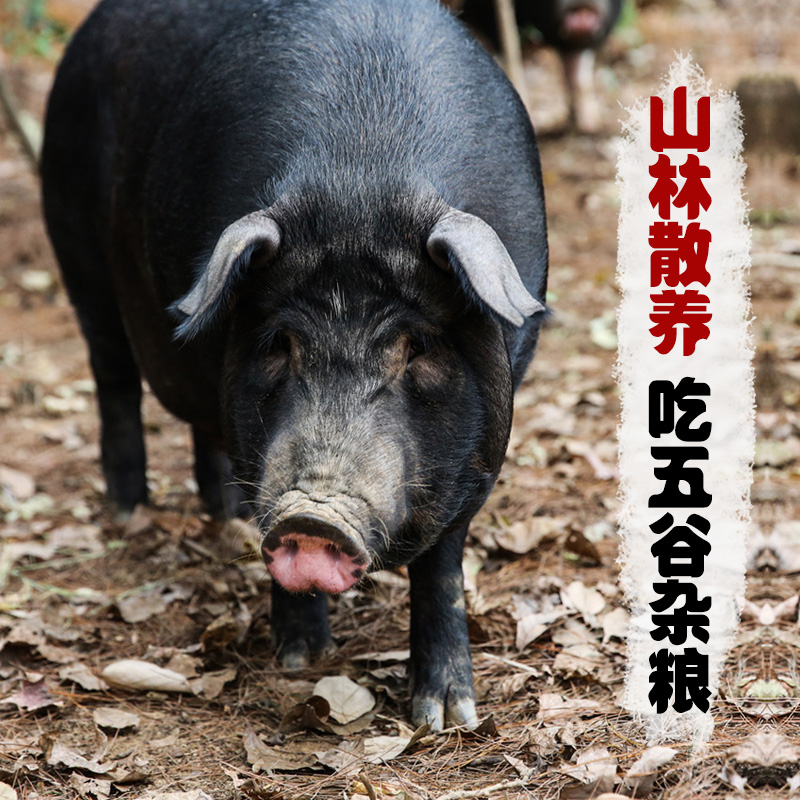 种猪繁育：现代农业中的新趋势与挑战