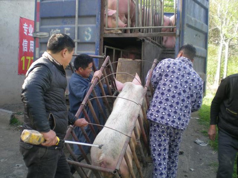 土猪养殖新趋势：传统与现代交织之路